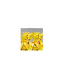 SAINT SEIYA - Hyoga "Gold Cloth" - Figurine Saint Cloth Myth Ex 17.5cm