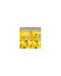 SAINT SEIYA - Hyoga "Gold Cloth" - Figurine Saint Cloth Myth Ex 17.5cm