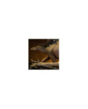 Statuette Iron Studios - Stegosaurus - Jurassic Park Le Monde Perdu - Icons